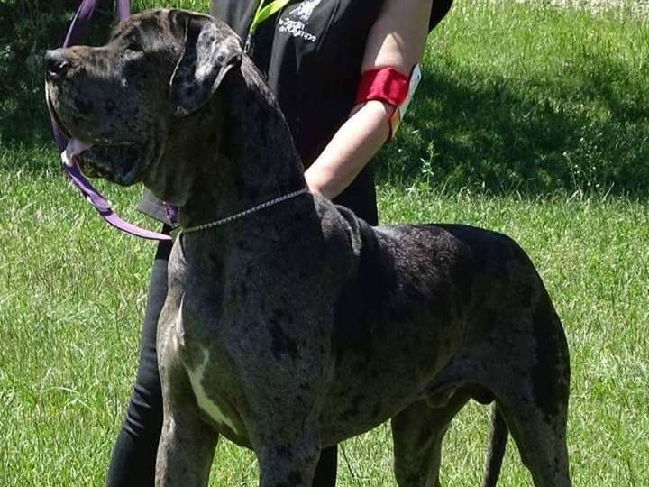 Imposant Dogue Allemand mâle LOF, gris bigarré, né en 2014 et disponible pour saillie