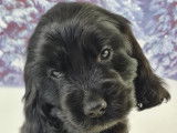 Chiots Cocker Anglais LOF