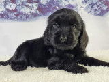 Chiots Cocker Anglais LOF