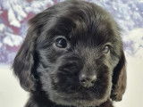 Chiots Cocker Anglais LOF