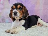 Chiots de type Beagle Elisabeth à vendre