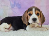 Chiots de type Beagle Elisabeth à vendre