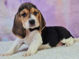 Chiots de type Beagle Elisabeth à vendre