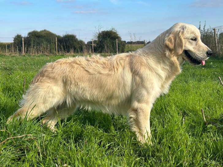 Chiots Golden Retriever LOF à vendre