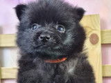 Chiots Schipperke LOF disponible