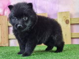 Chiots Schipperke LOF disponible