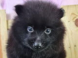 Chiots Schipperke LOF disponible