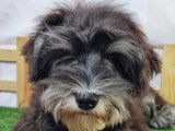Chiot Schnauzer Miniature noir et argent à vendre