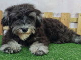 Chiot Schnauzer Miniature noir et argent à vendre