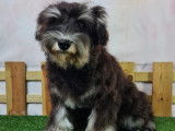 Chiot Schnauzer Miniature noir et argent à vendre