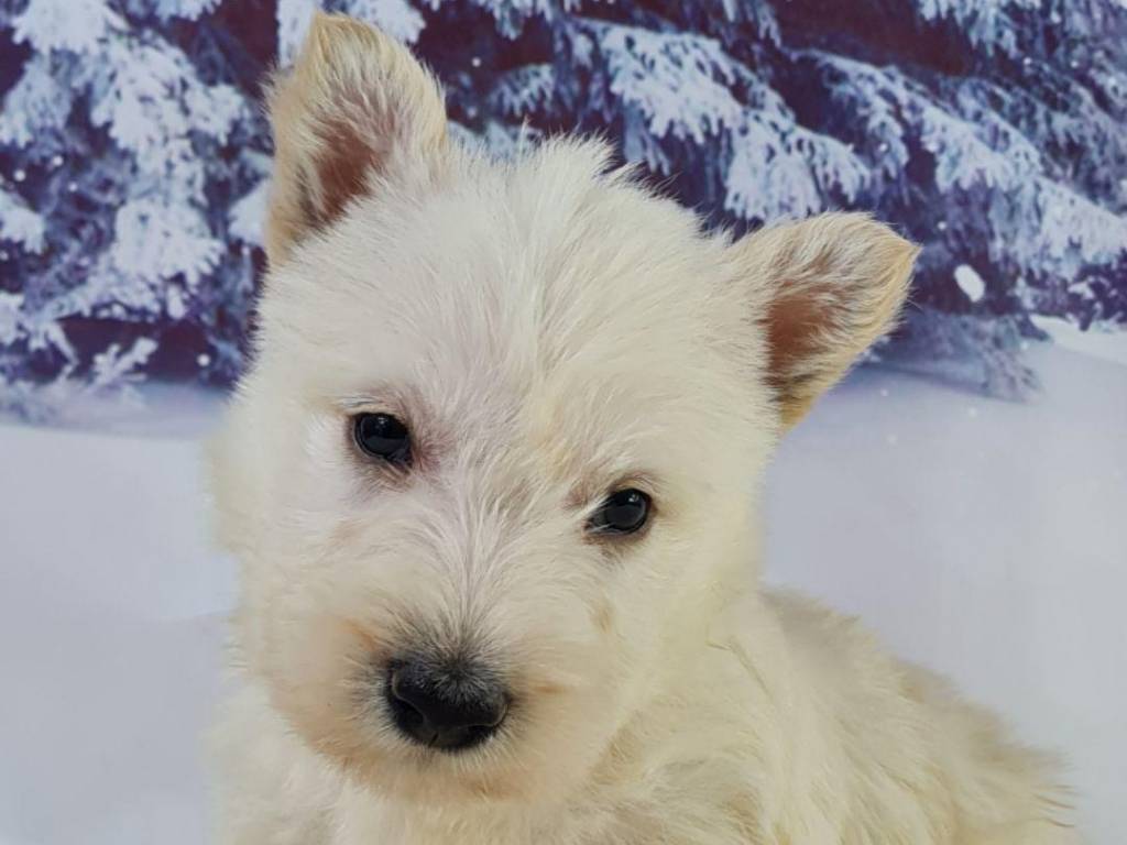 Chiots Scottish Terrier LOF à vendre Petite Annonce chien Chiots Scottish Terrier LOF à vendre Petite Annonce chien