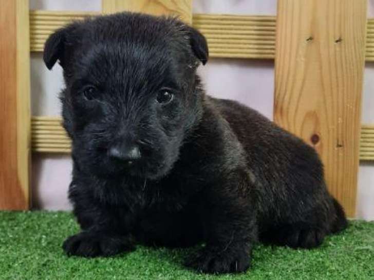 Chiots Scottish Terrier LOF à vendre