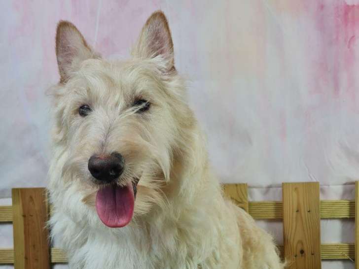 Chiots Scottish Terrier LOF à vendre