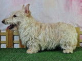 Chiots Scottish Terrier LOF à vendre