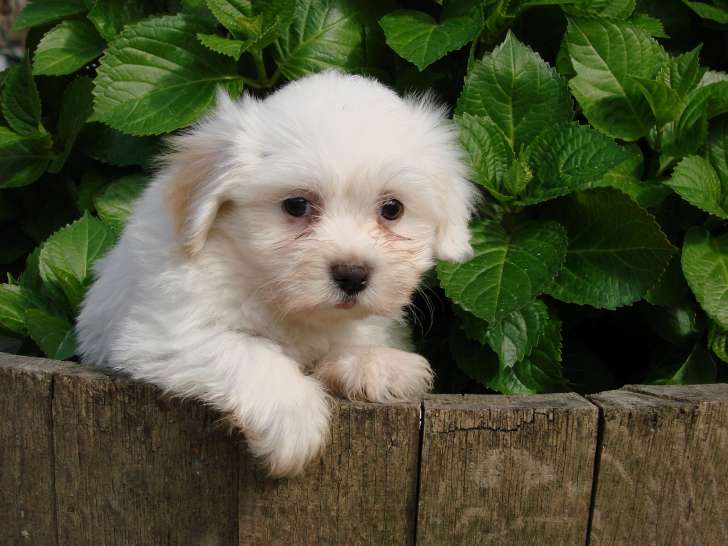 Chiots Coton LOF à vendre