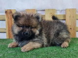 Chiot Spitz nain Allemand LOF