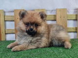 Chiot Spitz nain Allemand LOF
