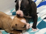 Magnifiques chiots American Staff, avec pédigrée à vendre ????????