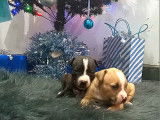 Magnifiques chiots American Staff, avec pédigrée à vendre ????????