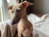 Petit Lévrier Italien disponible pour saillie