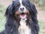 A adopter : Prince, mâle Bouvier Bernois tricolore âgé de 5 ans