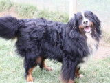 A adopter : Prince, mâle Bouvier Bernois tricolore âgé de 5 ans
