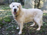A adopter : Sultan, m&acirc;le Golden Retriever beige &acirc;g&eacute; de 13 ans
