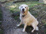 A adopter : Sultan, m&acirc;le Golden Retriever beige &acirc;g&eacute; de 13 ans