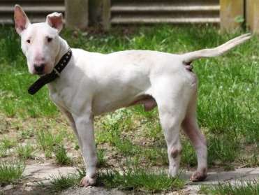 A adopter : Gino, mâle Bull Terrier blanc âgé de 10 ans