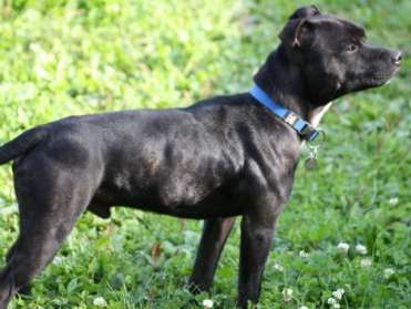 A adopter : Kenzo, mâle Staffordshire Bull Terrier noir âgé d'un an