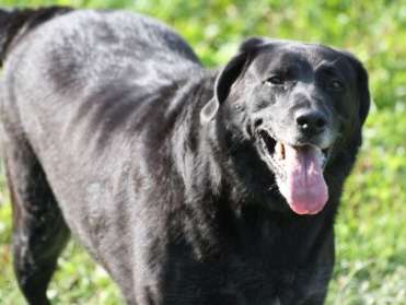 A adopter : Ace, mâle Labrador Retriever noir âgé de 6 ans