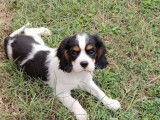1 Chiot Cavalier King Charles mâle LOF à la robe tricolore disponible