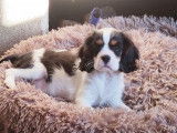 1 Chiot Cavalier King Charles mâle LOF à la robe tricolore disponible