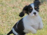 1 Chiot Cavalier King Charles mâle LOF à la robe tricolore disponible