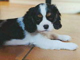 1 Chiot Cavalier King Charles mâle LOF à la robe tricolore disponible