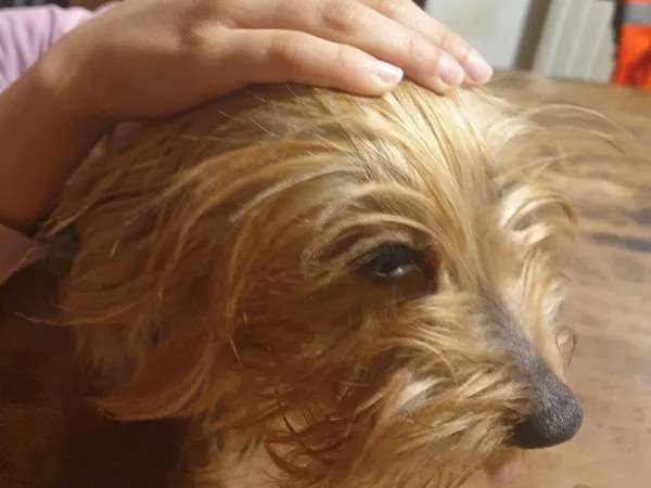 1 chienne Yorkshire Terrier non LOF de 6 ans au pelage fauve et gris à vendre