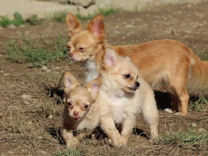 2 chiots mâles Chihuahua LOF nés en août 2021 à vendre