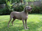 Chienne Braque de Weimar LOF de 6 ans