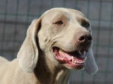 Chienne Braque de Weimar LOF de 6 ans