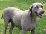 Chienne Braque de Weimar LOF de 6 ans