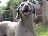 Chienne Braque de Weimar LOF de 6 ans