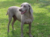 Chienne Braque de Weimar LOF de 6 ans