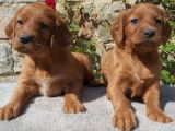 3 chiots Setter Irlandais chocolat LOF disponibles de suite à la vente