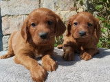 3 chiots Setter Irlandais chocolat LOF disponibles de suite à la vente