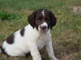 À vendre cinq chiots Springer Anglais au pelage marron et blanc LOF