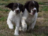À vendre cinq chiots Springer Anglais au pelage marron et blanc LOF