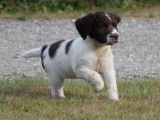 À vendre cinq chiots Springer Anglais au pelage marron et blanc LOF