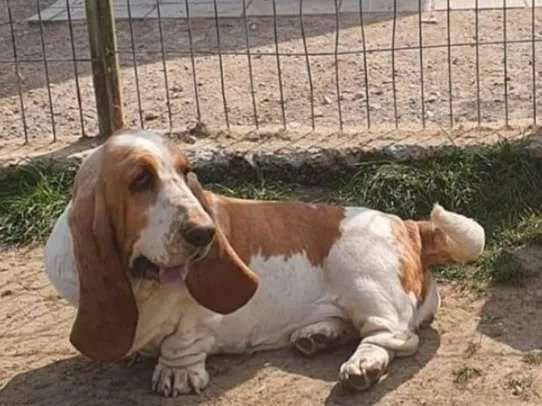 Une chienne Basset Hound LOF de 4 ans au pelage bicolore à vendre