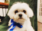 Bichon Maltais LOF pour saillie