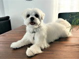 Bichon Maltais LOF pour saillie